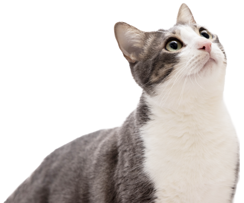 Cat Cat